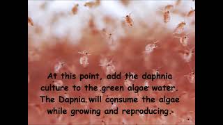 Daphnia  How to grow daphnia in your home [upl. by Telracs307]