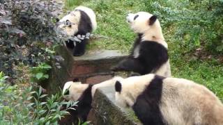 One Hour Of Red Pandas Eating Crunchy Snacks [upl. by Lucinda787]