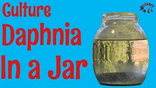 How to Culture Daphnia in a Jar [upl. by Wandy]