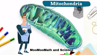 What happens in the mitochondria [upl. by Gascony]