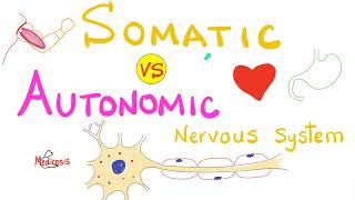 Somatic vs Autonomic Nervous System  Physiology [upl. by Enar]