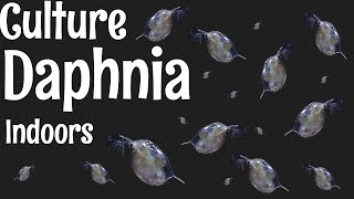 How to Culture Daphnia [upl. by Yvel992]