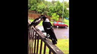 Australian magpies  singing and begging [upl. by Feinberg136]