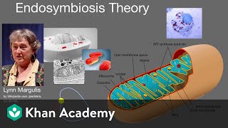 Endosymbiosis theory  Cell structure and function  AP Biology  Khan Academy [upl. by Ellednek]