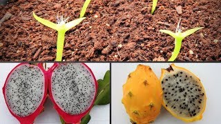 COMO GERMINAR SEMILLAS DE PITAHAYA DRAGON FRUIT PITAYA [upl. by Cyn2]