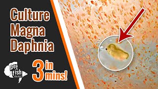 How to culture DAPHNIA MAGNA  The easy way [upl. by Osgood353]