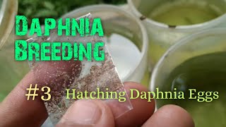 Daphnia Culture made simple and easy 3  Hatching Daphnia eggs [upl. by Laurance]