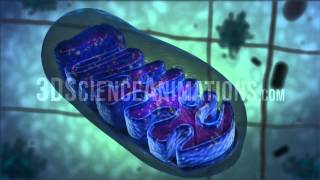 Mitochondria [upl. by Annayr]