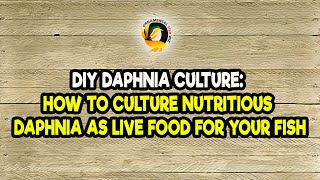 DIY Daphnia Culture How to Culture Nutritious Daphnia as Live Food for Your Fish [upl. by Reace]