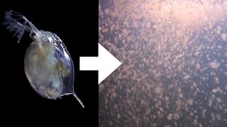 How I Culture Daphnia [upl. by Varick]