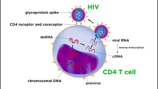 Human Immunodeficiency Virus HIV [upl. by Viv]