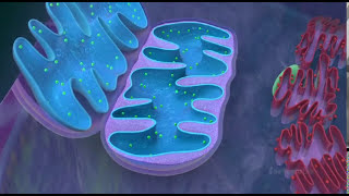 Mitochondria  the powerhouse of the cell  3D animated [upl. by Kcirneh]