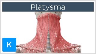 How Doctors May Change NeckliftPlatysmaplasty Techniques to Best Suit Individuals [upl. by Ikuy]