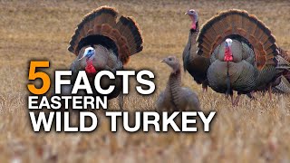 5 FACTS  Wild Turkey True Facts [upl. by Doria]