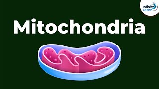 Mitochondria  Powerhouse of the Cell  Dont Memorise [upl. by Ahsiat233]