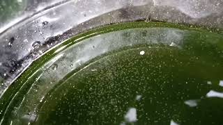 DAPHNIA MOINA CULTURE IN A SMALL BUCKET [upl. by Esertak]