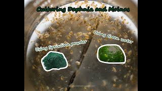 How To Culture Daphnia and Moinas using Green Water Spirulina powder [upl. by Bahr]