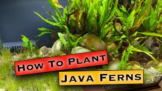 How To Plant Java Fern  Planting with Rhizomes [upl. by Fiona]