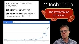 Mitochondria The Powerhouse of the Cell [upl. by Braasch]