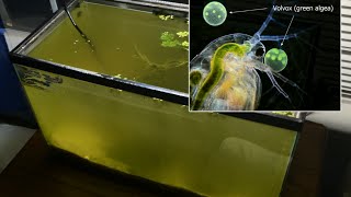 Raising Daphnia for the Freshwater Aquarium [upl. by Rentsch]