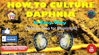 HOW TO CULTURE DAPHNIA In Easy Way [upl. by Murdocca131]