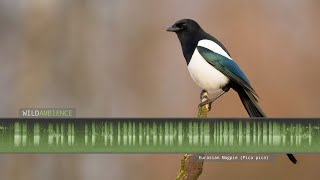 Eurasian Magpie Call amp Sounds [upl. by Stratton762]