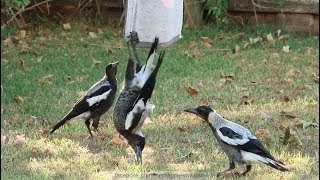 Australian Magpies Hanging Around  Part 1 [upl. by Nodnol]