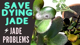 Jade Plant Problems and Pests  Save a DYING Crassula Ovata  MOODY BLOOMS [upl. by Liamaj]