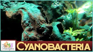 Cyanobacteria Bluegreen Algae  About and How to Get Rid of It [upl. by Aokek987]